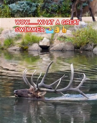 #WOW.....WHAT A GREAT 🏊‍♂️🏊‍♀️.🦌🏊👌👍