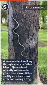 A local resident walking through a park in Bribie Island, Queensland, witnessed a green tree snake slither swiftly up a tree trunk! | storyful