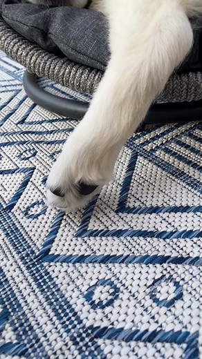 The Adorable Louie and His Paws: A Heartwarming Story