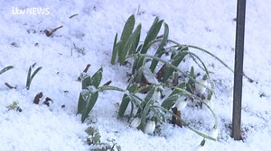 400 different types of snowdrops celebrated at Devon festival Watch the full piece on ITVX: https://tinyurl.com/yrctz9fz | ITV News West Country