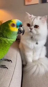 PARROT Rants About Inflation: "Everything Costs More!" 🦜💸📉 #fblifestyle #parrot #Parody #comedyreels #Comedy | Global Weird News