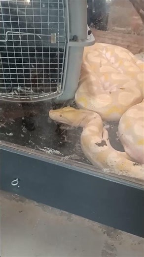 reticulated pythons ..monroe reptile zoo