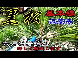 【黒松】弱った黒松の夏の剪定方法！！