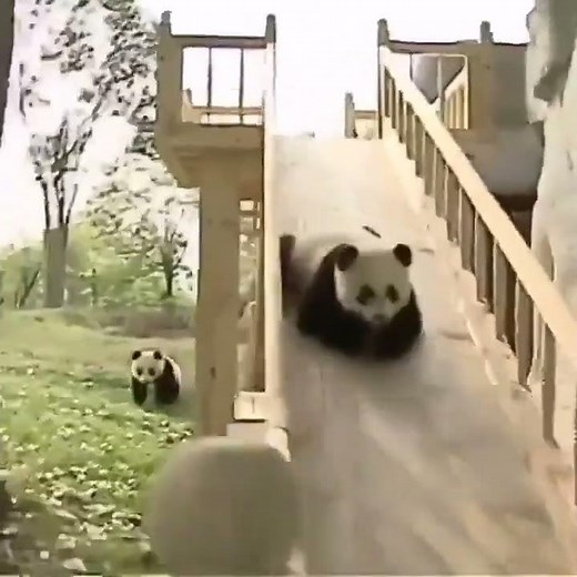 10 Momentos MÁS GRACIOSOS de Los Osos Panda 🐼 grabados en Video - 2/3/22