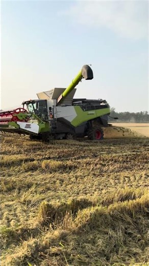 claas lexion 8700 e claas axion 850 trebbiatura riso 2025 #claasharvester #riceharvesting