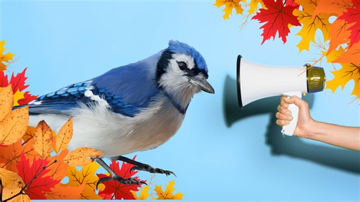 Here's why blue jays are loudest in fall - The Weather Network