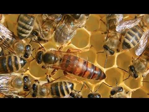 Pčelari - Evo šta bi obavezno trebalo da znate o matici i njenoj zameni?