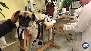 126K views · 292 shares | Acupuncture for pets An animal health center in Shanghai uses traditional Chinese therapy like acupuncture to treat dogs that were left paralyzed by accidents, senility, and illness. The cost for each session ranges from $34 to $40. | China Daily | Facebook