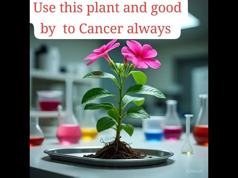 “This Plant Fights Cancer! The Power of Catharanthus Revealed”