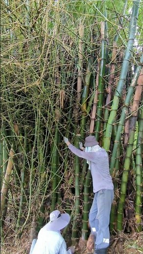 Bamboo clump management: removing broken culms