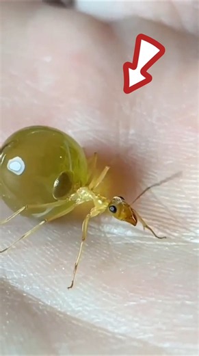 honeypot ant