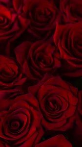 The Management Team of Jerome Benton wishes to extend their condolences to the family on the loss of their mother Vernetta Benton. | Jerome Benton