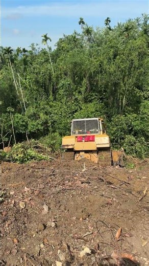 Mountain Oil Palm Land Clearing Project by D6R XL