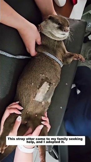 This stray otter came to my family seeking help, and I adopted it.