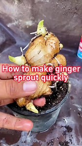 🫚How to make ginger sprout quickly?🫚 #farm #agriculture #planting #farmlife #ginger | The Seed of life