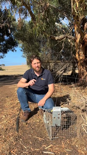 🤔 Governments wouldn’t build half a bridge, so why have they only funded half a cat eradication program on Kangaroo Island? 🐧 🐈‍⬛ The Invasive Species Council have been working closely with locals on KI to secure the full funding for what would be the largest cat eradication on an inhabited island in the world. In December we won a lifeline from Environment Minister Murray Watt – $1.6 million to fund the winter blitz this year which will reduce the population by 95% and ensures eradication is