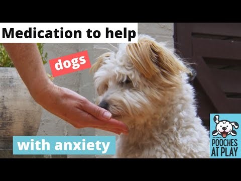 How Medication can Help with Separation Anxiety in Dogs
