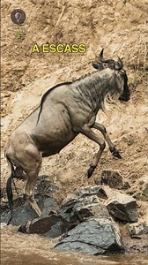 This is why wildebeests need to migrate #animals #africa #savanna