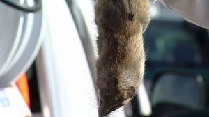 Rat infestations found in every zip code in Southern Nevada