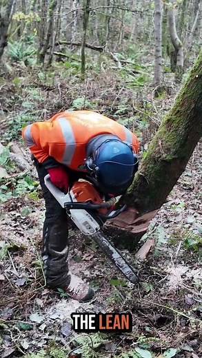How to cut a heavy leaning tree (without getting hurt)