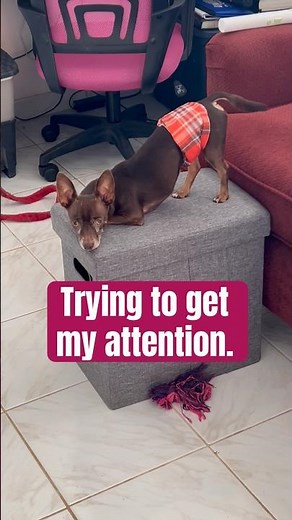 Trying to get my attention.