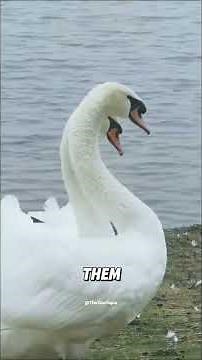 The Truth About Swans 🦢 | Facts You Didn’t Know