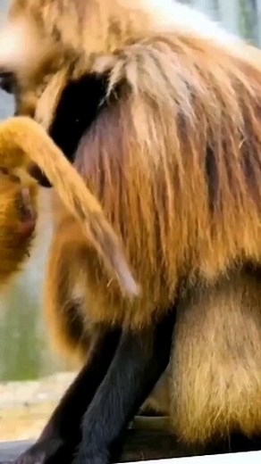 ‎جفتگیری حیوانات، سکس حیوانات‎ | ‎جفتگیری میمون دیپه بودین؟ نظرتون چیه ؟ #animalsmating #جفتگیری_سگ #matingcalls #mating #جفتگیری_حیوان #foragingflorist #matingkucing...‎ | Instagram