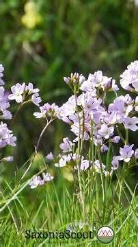 Meadowfoam and daisies