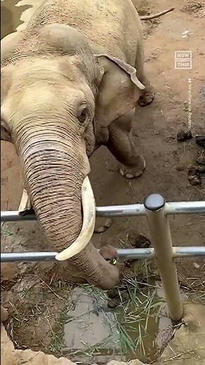 Helpful Elephant Returns Child's Shoe That Fell Into Zoo Enclosure 🐘❤️