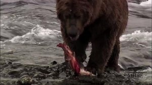Nature - Education | Salmon in the Ecosystem - Twin Cities PBS