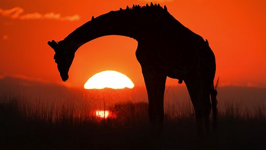 6 Common Wildlife Photography Mistakes and How to Fix Them