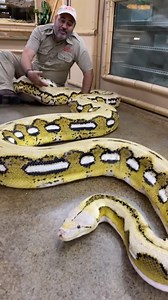 One of My Favorite Reticulated Pythons🥰 After all I did name her after my daughter😁 • • • #amazing #life #style #mylife #beautiful #friendly #python #animals #reels #animallovers #wild #wildlife | Jayprehistoricpets