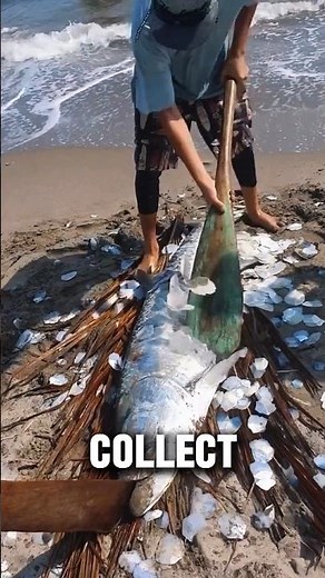 Crafts from tarpon atlantic fish scales