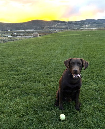 Park City K9 Bruno making positive recovery strides after falling from highway overpass - Pet Rescue Report