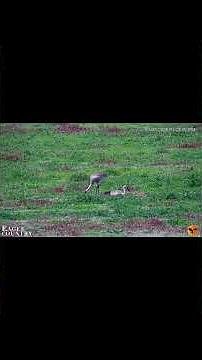 🪹 Sandhill Cranes Nesting ❤️ 3-7-2026 Eagle Country New River Cam 1