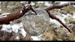 Another byproduct of this extreme cold: ghost apples