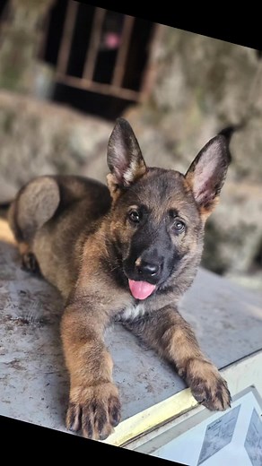 Razor son of blade #souljapupkennels #souljapupkennel #leaderofthepack #jamaicadogwhisperer #rottweiler #workinglinegsd #workingdog #godisgood