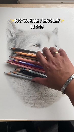 Did the end help? 😉 #dogsoftiktok #malamute #malamutesoftiktok #petsoftiktok #petportrait
