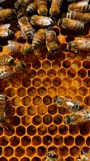 32K views · 897 reactions | Some facts about number of bees .Spring &...