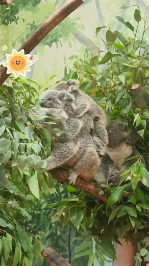 Koala bus overload — tipping over! #funny #koala #bus #overload