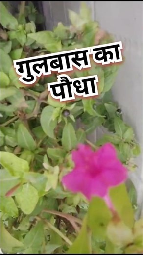 🍃गुलबास का पौधा कब लगते है 🌿 Gulbas Plant Ki Jaldi Growth Kaise Kare || CareGardener