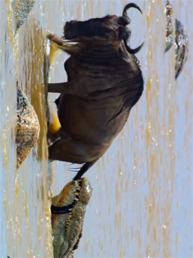 Zebra vs. Crocodile: The Ultimate Showdown!