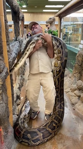 286K views · 4.4K reactions | MOVING THE BIGGEST BURMESE PYTHON | Jayprehistoricpets | Facebook