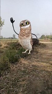 THE OWL DANCING IN THE MY FIELD