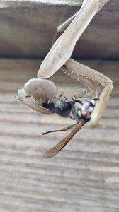 Praying Mantis Eating The Bee Alive #bee #mantis #queenbee | DAILY BEES