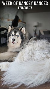 96K views · 1K reactions | I feel a whoop comin' on! ✨️ . . . Week of Dancey Dances - Episode 77 睊 #danceydance . . . . . #dogdance #dancingdog #doggydance #tootseeroll #dogwiggle #tippytappy #dancinghusky #huskydance #happydog #happydoggo #twinkletoes #happydance #doseofhappy #doggydance #dogvideos #huskiesofig #cutedogvideos #fluffydog #floofydog #dogsofig #dogsofinsta #dailydoseofcute | Kiska and Koda | Facebook