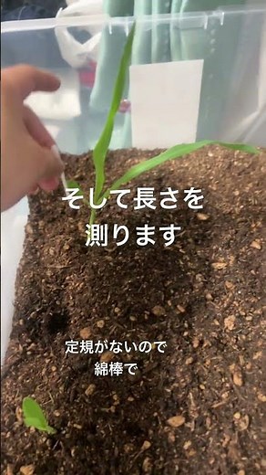 発芽率100%達成！とうもろこし栽培6日目！#diy #家庭菜園 #farming #とうもろこし #観葉植物 #農業 #gardening #野菜 #ショート