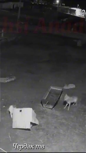 The wolves attacked the dog and broke its chain.