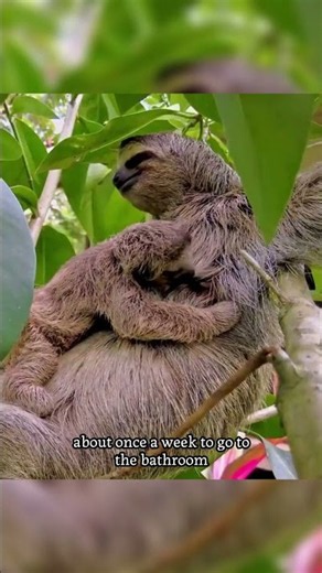 Sloth 🦥#animals #wildlife