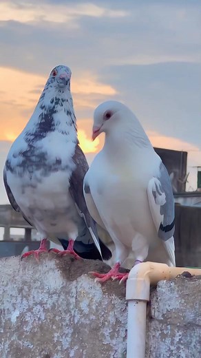 It's Mating Time 💝 Beautiful Pigeons 🥰 Pigeon Clash #mating #matting #pigeon #pigeons #pigeonmating #viralreels #beauty #2023春婚 #reelsfb #racerpigeon #mostviral #petcare #PigeonForgeTennessee #pigeonsport #viral #petcare | Pigeon Clash